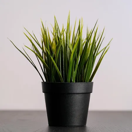 Grand Park Green Iulius Mall شقة